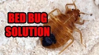 How to Kill Bed Bugs in 2022 Like a Professional - All You Need To Know About Bed Bug Elimination