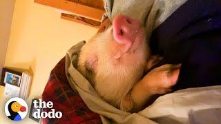 Rescue Pig Snuggles Between Her Parents In Bed Every Night | The Dodo