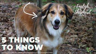 All About English Shepherds | What it's Like to Own this Unique Breed