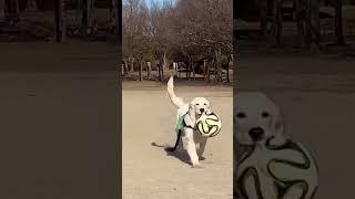 아기 강아지 운동시키는 방법 ?? #shorts