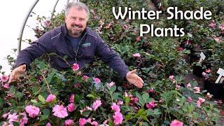 Winter Shade Plants