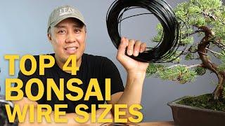 Top Four Bonsai Wire Sizes for Wiring a Bonsai Tree