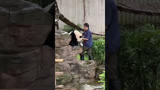 三妹得知墩墩奶爸来收自己时盆都不要了大熊猫奇三妹被你萌化了萌宠出道计划