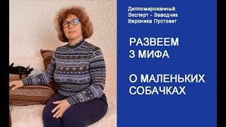 Три мифа о маленьких собачках. Пражские Крысарики.#Shorts