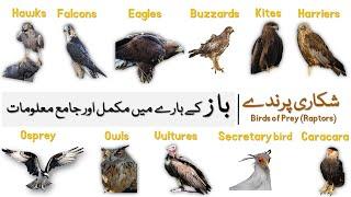 Information about Eagles, Hawks, Falcons, Buzzards, Harriers, Kites, Osprey | Birds of Prey (Baaz)