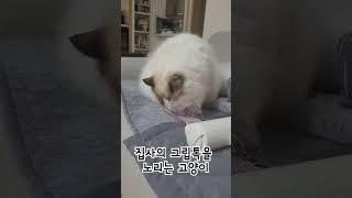 그립톡 가져가는 고양이