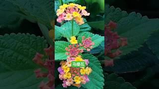 惊艳又危险？马缨丹（五色梅）的种植全指南！#马缨丹 #五色梅 #园艺教程 #入侵植物 #开花植物