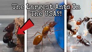 My Biggest Ant Unboxing EVER! Multiple Dream Species!