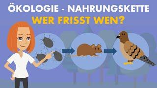 Nahrungskette - Nahrungsnetz, Trophieebenen, Ökologie | Studyflix