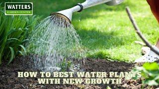 How to Best Water Plants with New Growth to Stop Wilt 