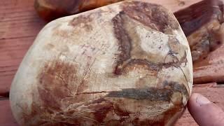 19.  Rogue River Rockhounding  Petrified Wood