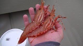 WA (Shell)fish Quest EP 25: Spot Shrimp