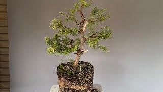 Totara Bonsai