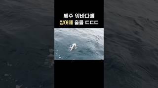 요즘 정말 위험한 제주 앞바다 상황