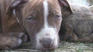 Cute 8 Week Old Pit Bull Puppies