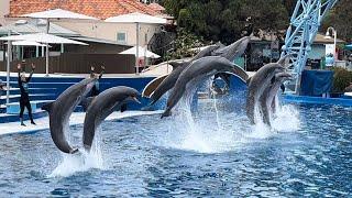 Dolphins Adventures (Full Show) at SeaWorld San Diego on May 26, 2024