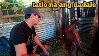 ANONG NANGYAYARE SA MGA KAMBING?