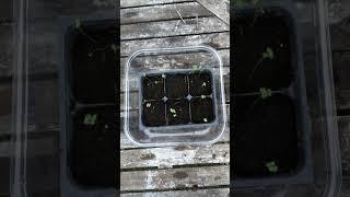 Growing Collard Greens from seed to harvest #shorts #garden