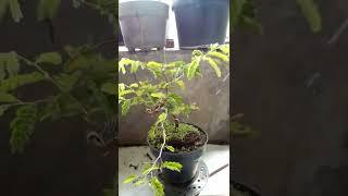 Bonsai asam jawa dari biji umur 1thn