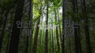 서울 서대문구, 독립문역에서 조금만 걸어오면 만날 수 있는 안산자락길그중에서도 많은 이들이 숨겨진 보석처럼 아끼는 길이 바로 메타세쿼이아길이에요.