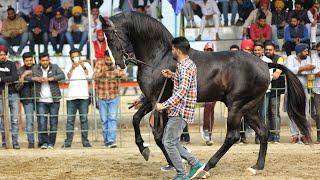 All Legend Stallions in one Ring || Shaan | Kala Kanta | Dilbagh rania | Devraj | Albaksh | Jahangir