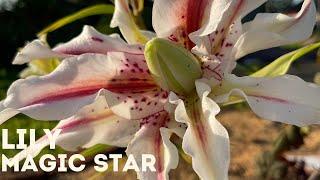 Lily - Magic Star 4K