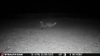 03 08 25 Several Visitors Walk Through the Back Field, #wildlife #deer #whitetaildeer #raccoon