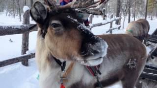 Arctic Incentives by Lapland Safaris