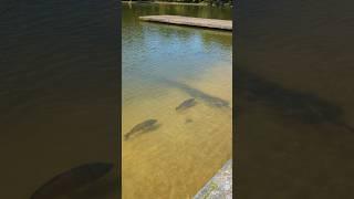 CARPS #fishinglife