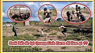 Cô Gái Châu Phi || Đuổi Bắt Dê Tại Quảng Linh Farm Để Làm Gì ?