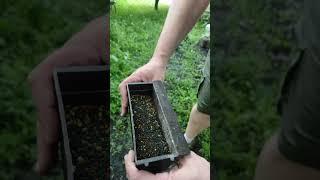 Шок. Маковая пыльца черного цвета #пчеловодство #бджоли #пасека #bee