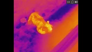 Bear On Thermal