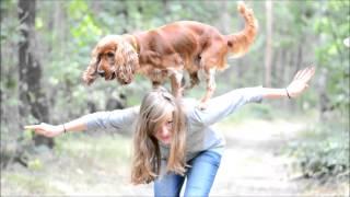 Amazing cocker spaniel Scooby - tricks & agility