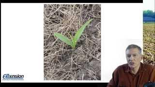 Early Season Below Ground Insect Pests of Corn