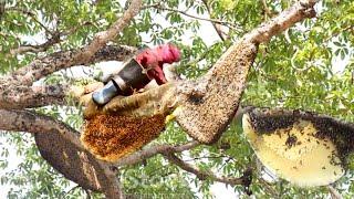 Primitive Technology: Harvest Beehive and Honey Hunting by @Survival Red