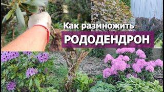 КАК РАЗМНОЖИТЬ РОДОДЕНДРОН | Укореняем ветку рододендрона