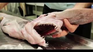 Top 10 Most Dangerous Fish In The World