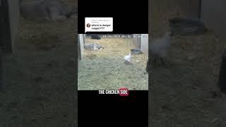 More Danger nuggets appeared with Danger Chicken 
