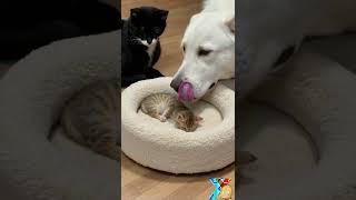 Big Dog & Cats Guarding the Little Kitten! What’s the Touching Story Behind? | 大狗狗与猫咪守护小奶猫！