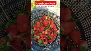 strawberry Fruit | strawberry plant | strawberrycareplant #strawberry #fruit #plants #love #garden