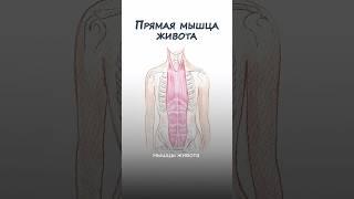 ГИПЕРТОНУС ЖИВОТА = ПТОЗ ЛИЦА? Что делать прямо сейчас