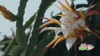 Allure Agro Dragon Fruit