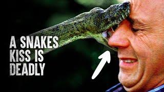 6 Snake Attacks You Wish you Never Saw