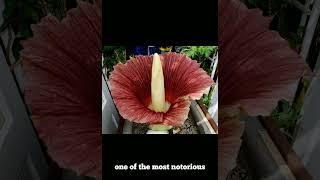 Titan Arum || Corpse Flower || Largest Flower in the world || Weird Flower || Exotic Flower