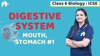 Digestive System Class 6 ICSE Biology Chapter 4 | Selina | Mouth, Stomach #1