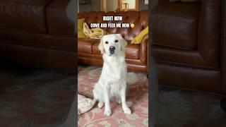 My Dog Is A FOOD THIEF  #funnydogs #doglovers #goldenretriever