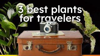 3 Must Have Plants for Travelers │ Plants That Won't Die While You're Away!