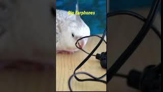 The Truth About Having Pet Birds 