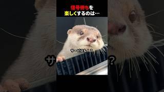 信号待ちを楽しくするのは… #ほっこりショート