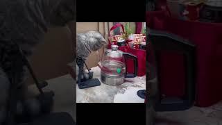 Thirsty Cat vs. Stubborn Water Pot: The Struggle is Real!